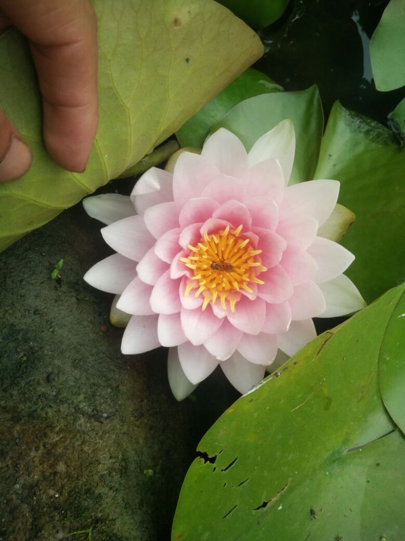 品种睡莲