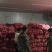 红皮洋葱6~8厘米