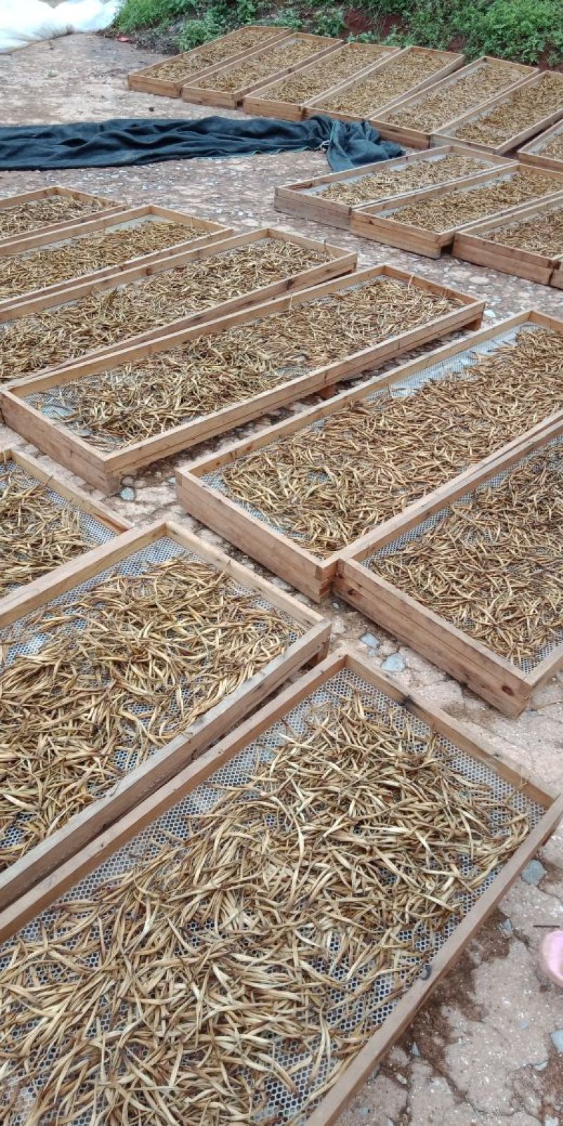 小锅蒸熟条无硫新鲜黄花菜金针菜干货500g包邮送礼佳品