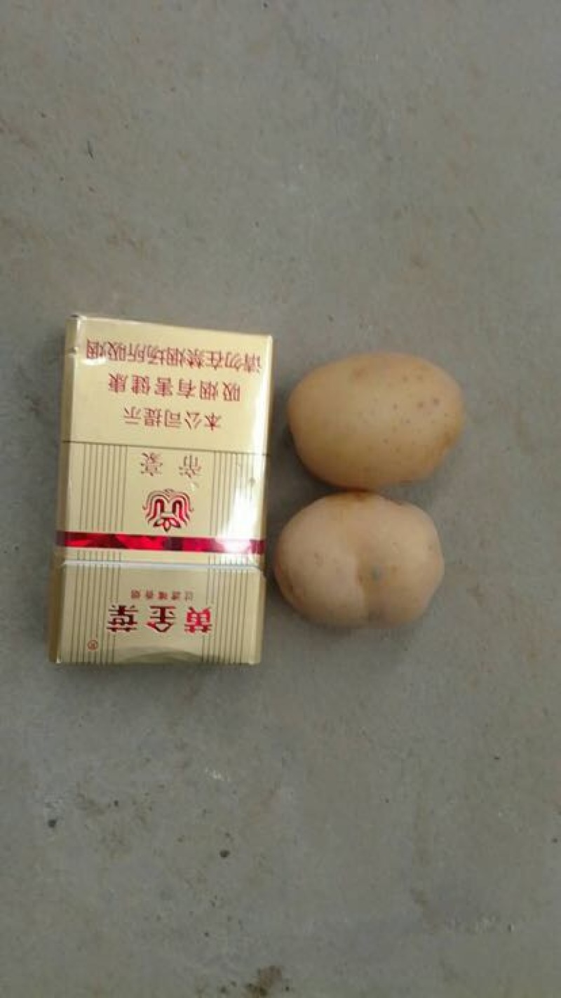 迷你土豆1两以下精品