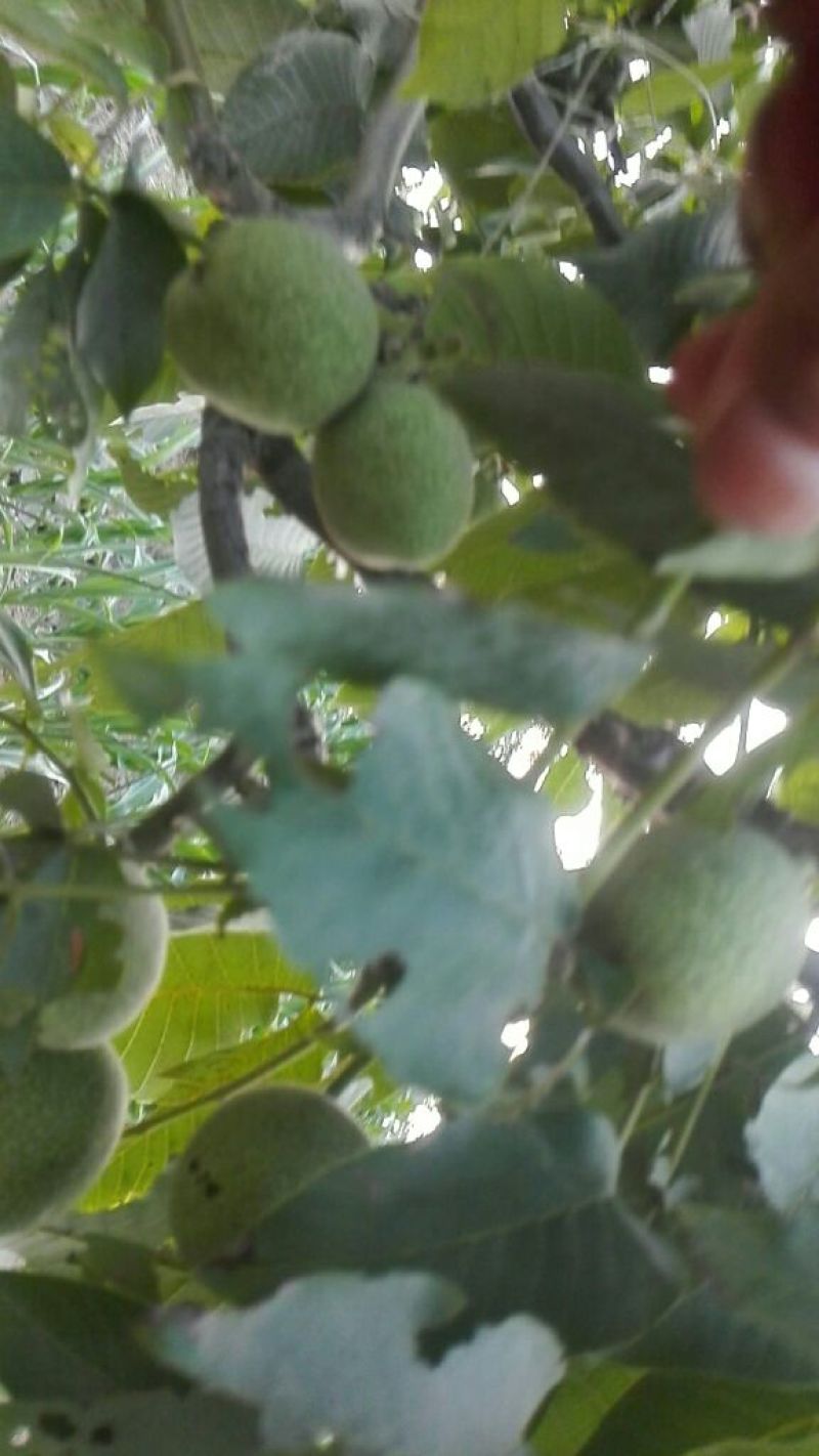 辽一核桃个大皮薄营养高