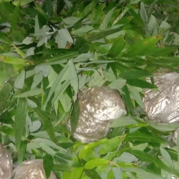 黄精苗，多花姜型甜黄精种苗