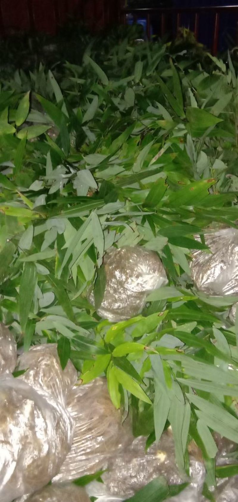 黄精苗，多花姜型甜黄精种苗