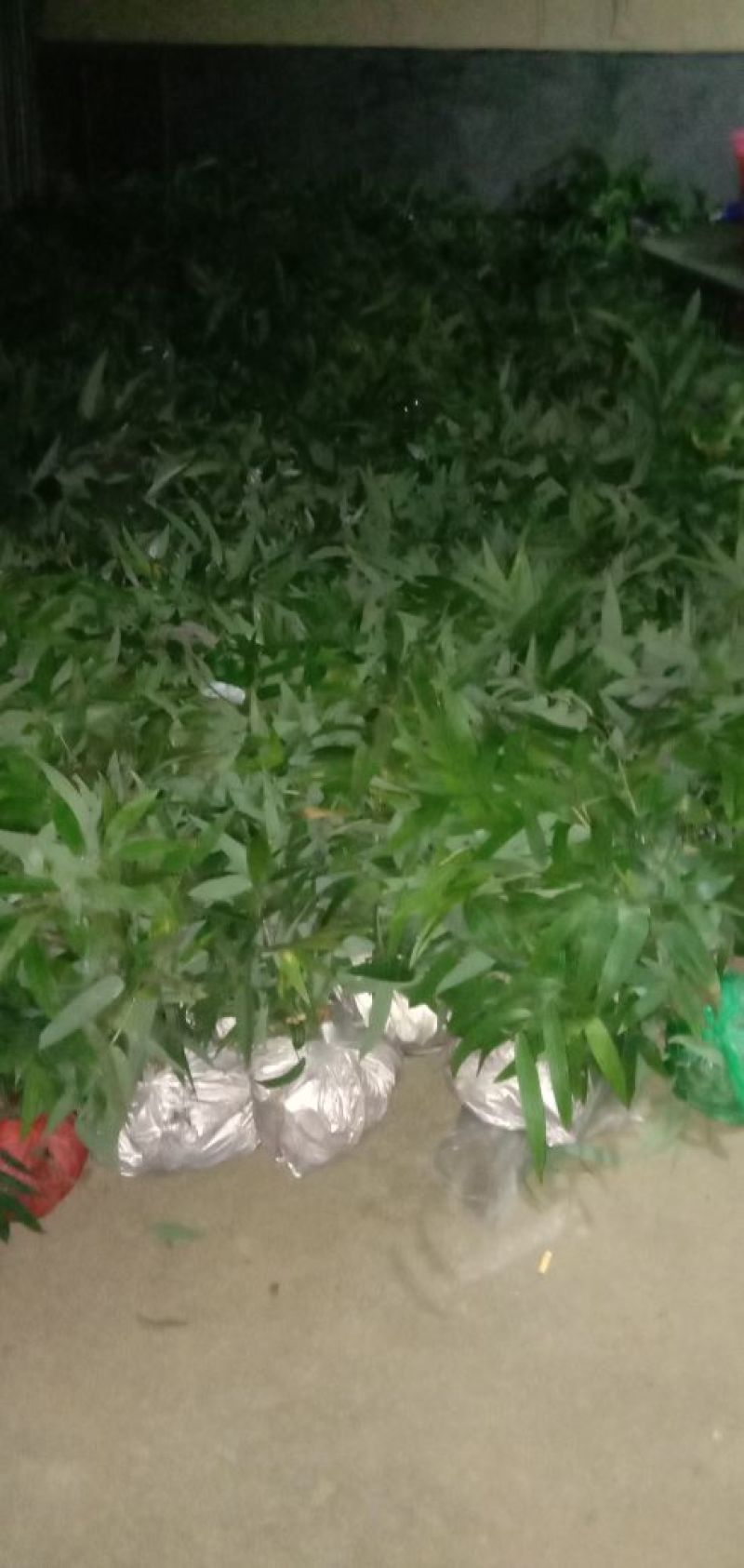 黄精苗，多花姜型甜黄精种苗