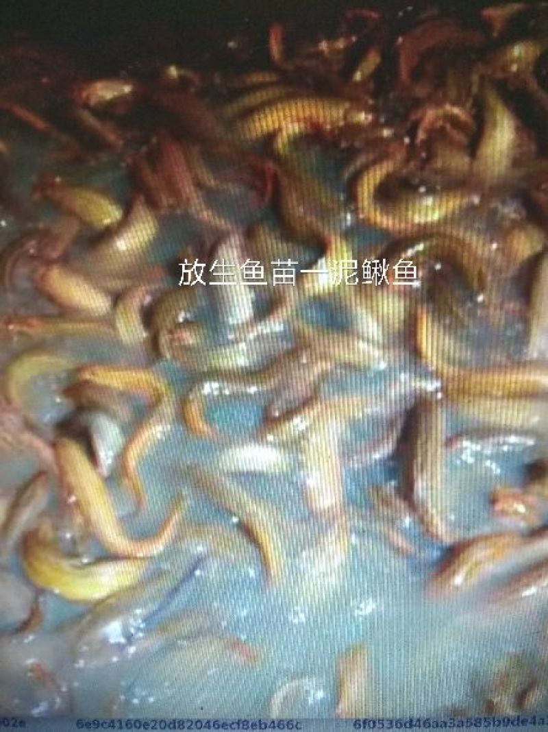 北京新科水产直销放生鱼苗泥鳅鱼小鲫鱼