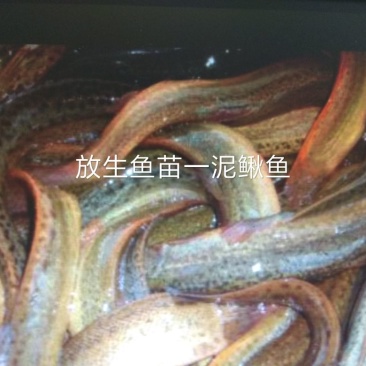 北京新科水产直销放生鱼苗泥鳅鱼小鲫鱼