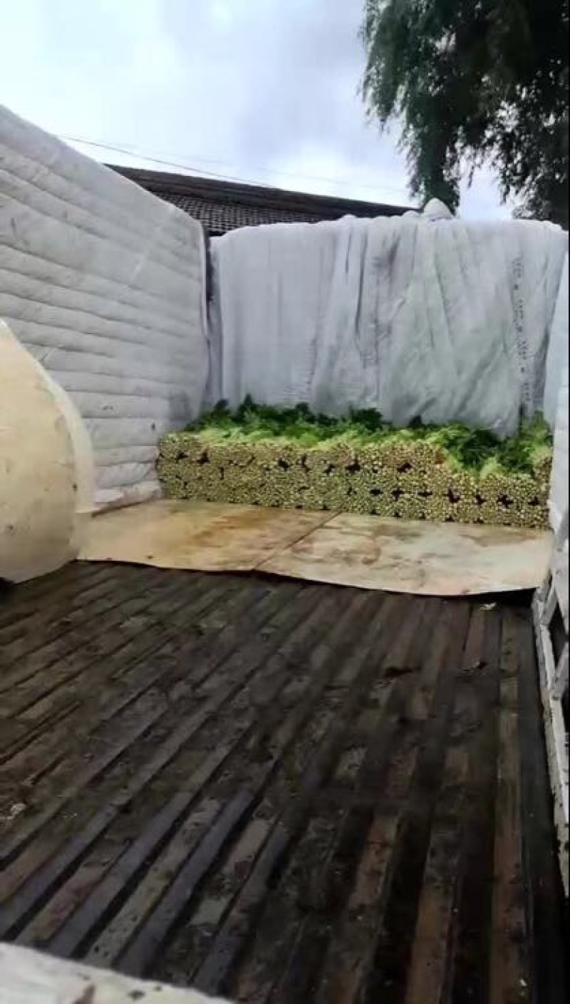 优质文图拉毛芹，，。颜色好口感与好