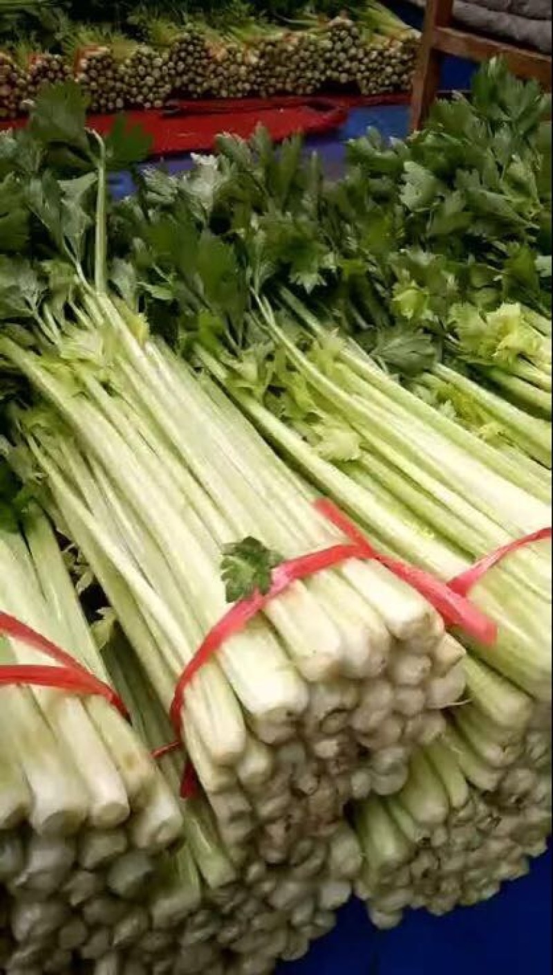 优质文图拉毛芹，，。颜色好口感与好