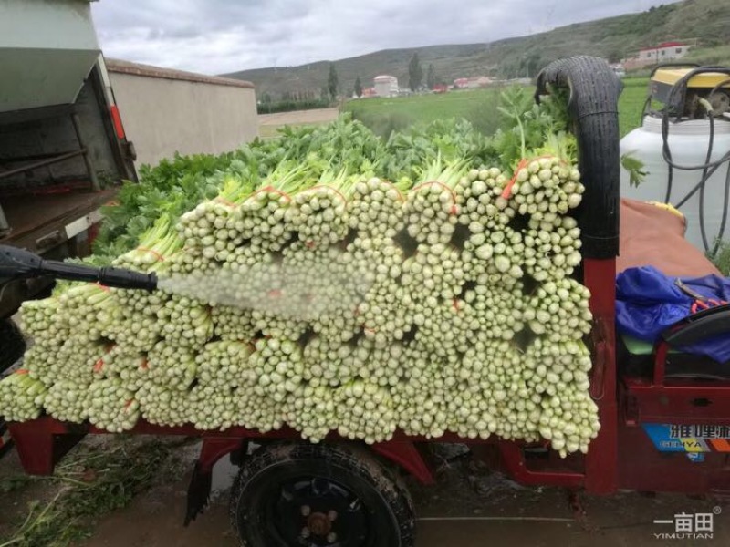 优质文图拉毛芹，，。颜色好口感与好