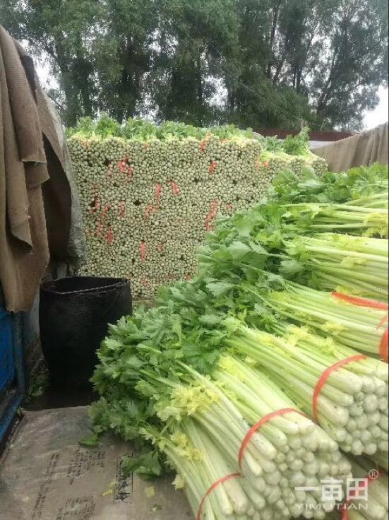 优质文图拉毛芹，，。颜色好口感与好