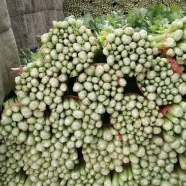 优质文图拉毛芹，，。颜色好口感与好