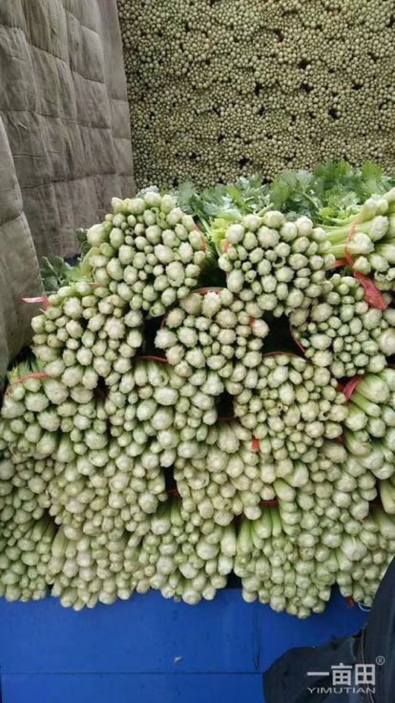 优质文图拉毛芹，，。颜色好口感与好