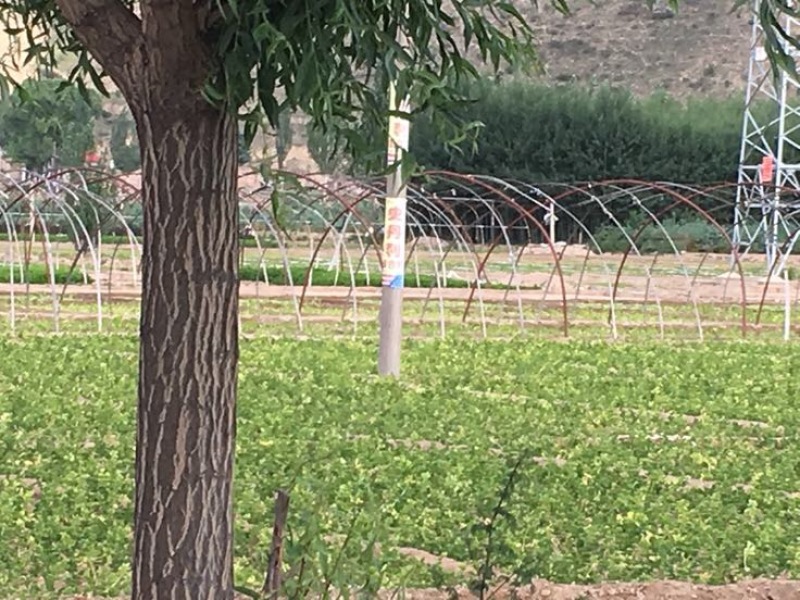 法国皇后优质西芹，，，