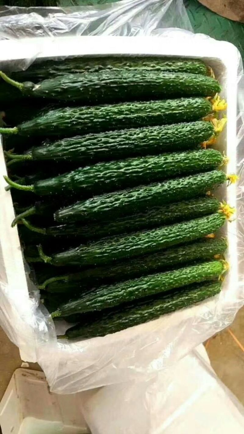 黄瓜，中条，小条鲜花带刺。质量保证。