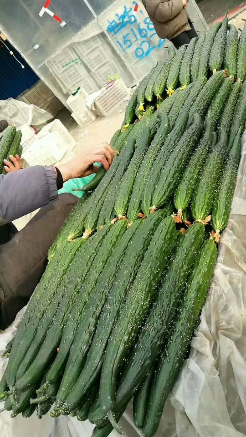 黄瓜，中条，小条鲜花带刺。质量保证。
