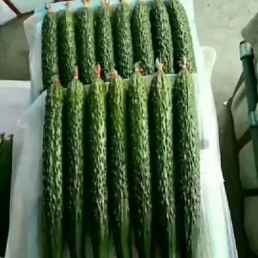 黄瓜，中条，小条鲜花带刺。质量保证。
