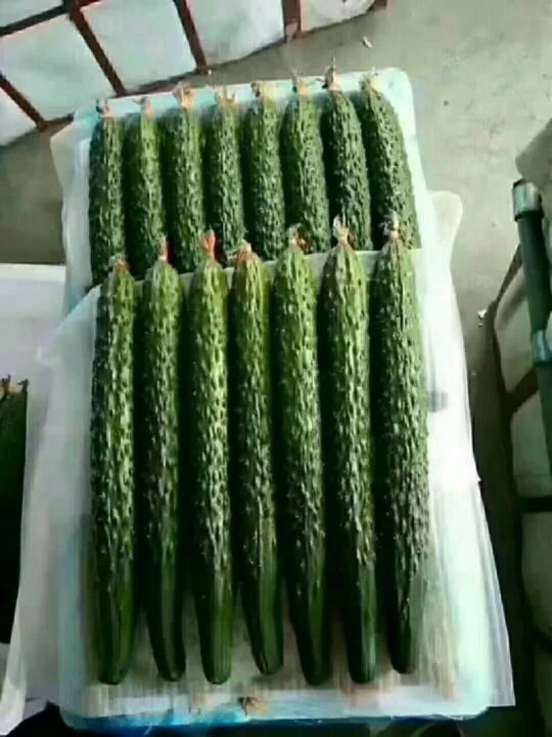 黄瓜，中条，小条鲜花带刺。质量保证。