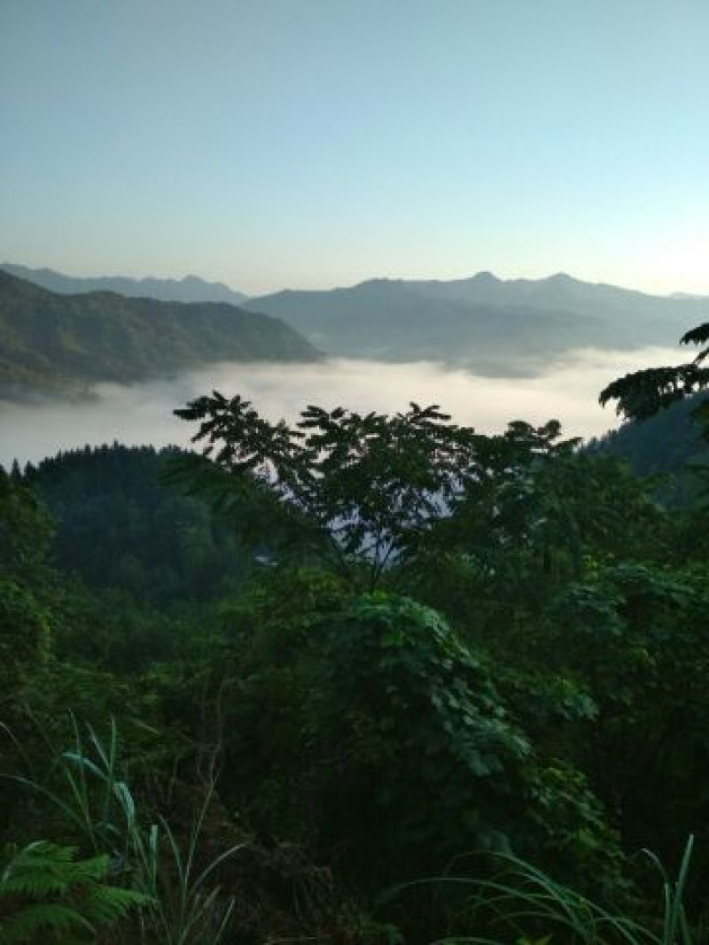 野生天麻
