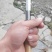 旺盛手工制造锋钢嫁接刀果树苗木芽接刀