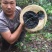 黑灵芝8~12公分