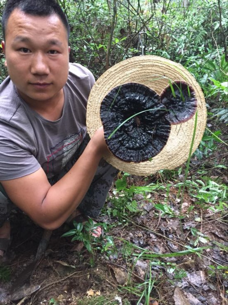 黑灵芝8~12公分