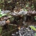 黑灵芝8~12公分