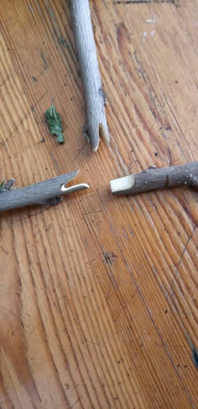 嫁接机，嫁接刀，嫁接工具