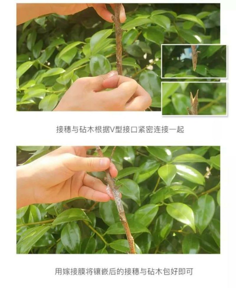嫁接机，嫁接刀，嫁接工具