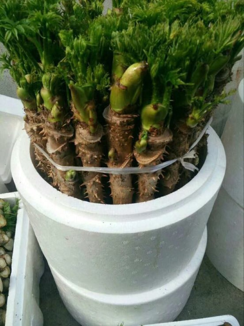 刺龙芽菜