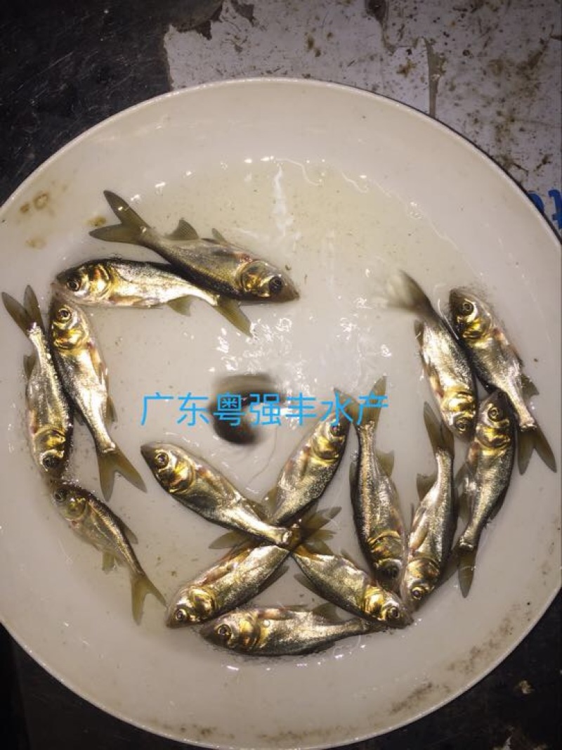 广东花鲢鱼苗批发淡水大头鱼苗出售优质鱼苗供应