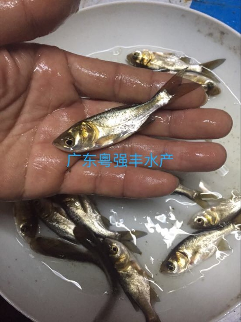 广东花鲢鱼苗批发淡水大头鱼苗出售优质鱼苗供应