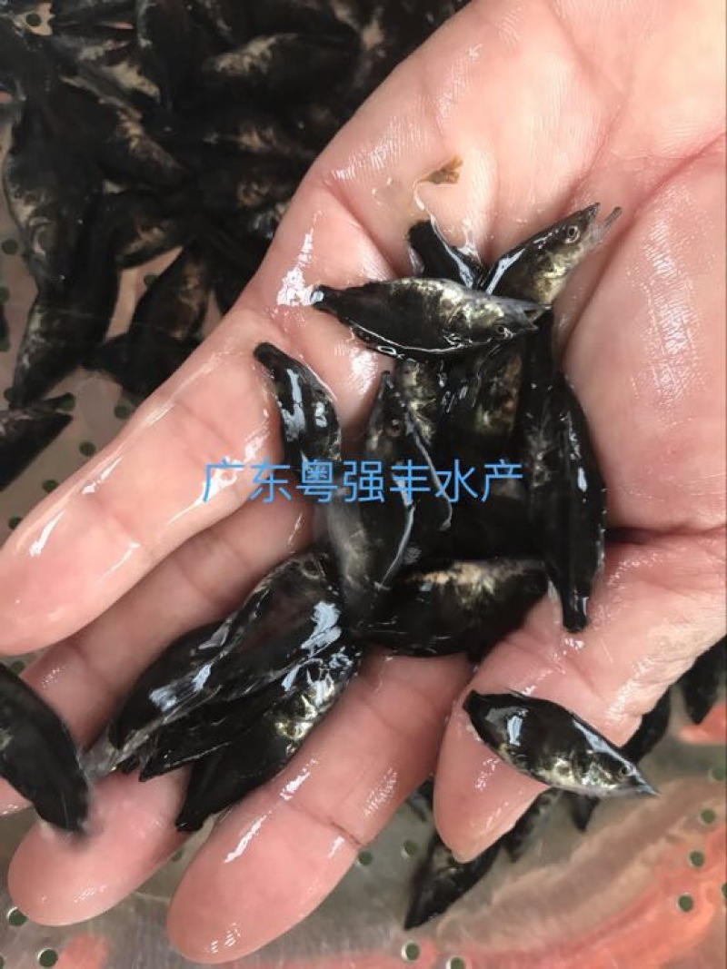 广东鳜鱼苗批发4-5cm桂花鱼苗出售淡水鱼苗供应