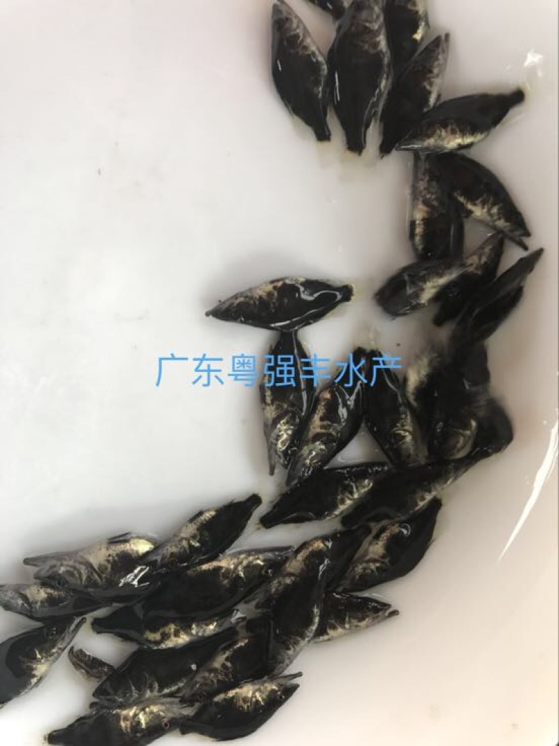 广东鳜鱼苗批发4-5cm桂花鱼苗出售淡水鱼苗供应