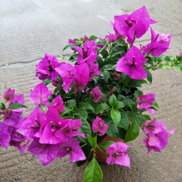 供应绿植花卉室内盆栽开花植物四季常青绿植