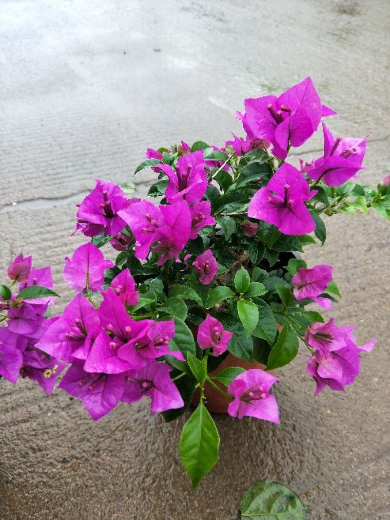 供应绿植花卉室内盆栽开花植物四季常青绿植