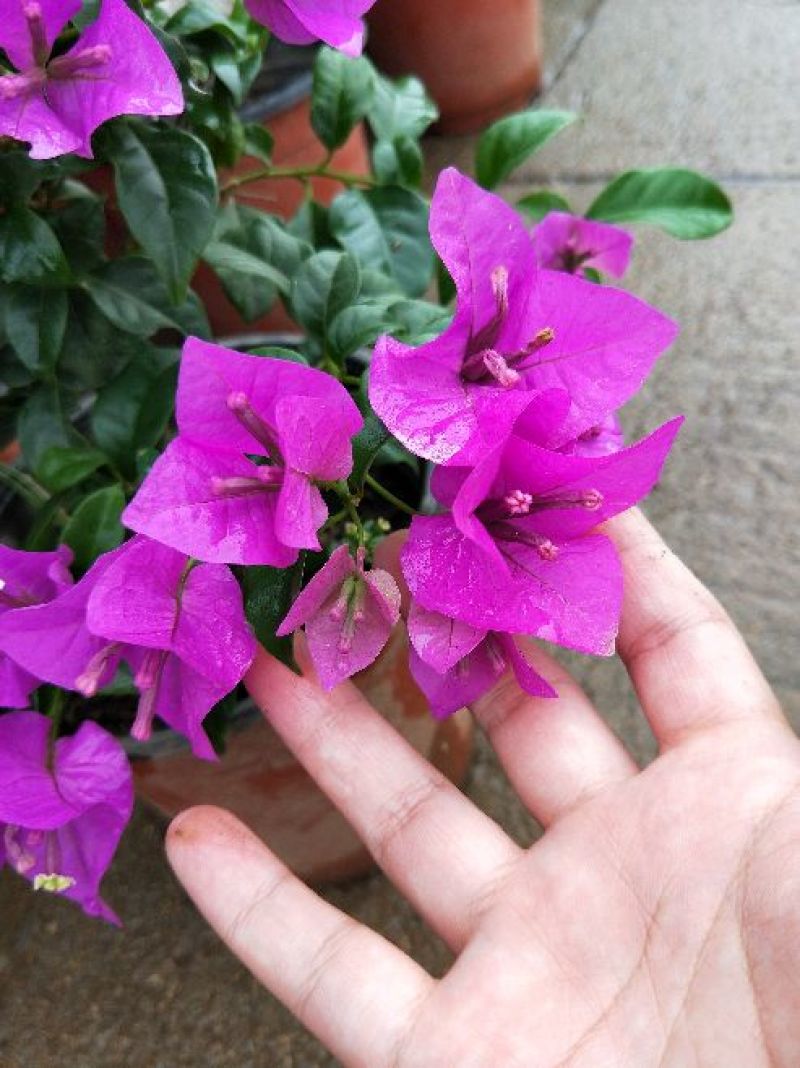 供应绿植花卉室内盆栽开花植物四季常青绿植