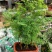 供应绿植花卉室内盆栽开花植物四季常青绿植