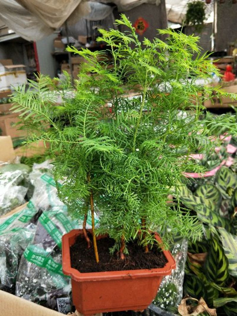 供应绿植花卉室内盆栽开花植物四季常青绿植