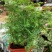 供应绿植花卉室内盆栽开花植物四季常青绿植