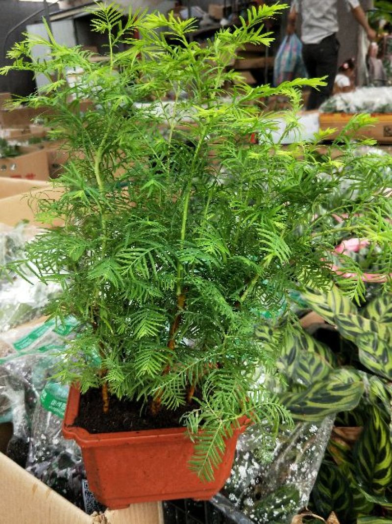 供应绿植花卉室内盆栽开花植物四季常青绿植