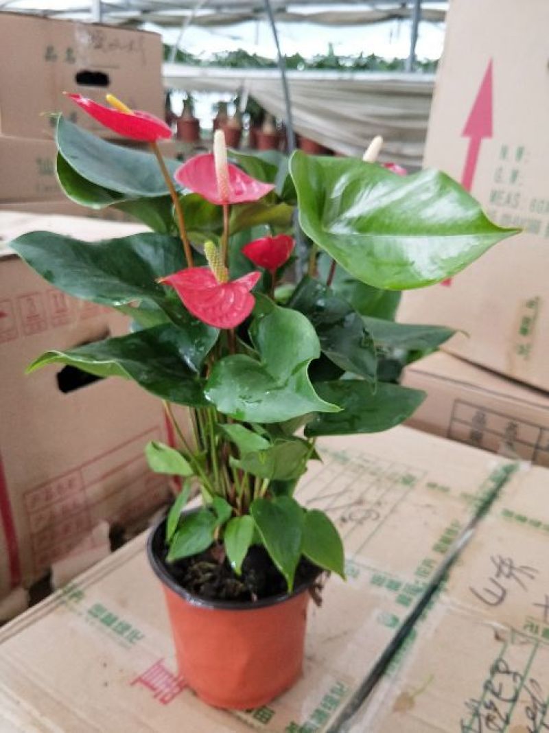 供应绿植花卉室内盆栽开花植物四季常青绿植