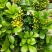 供应绿植花卉室内盆栽开花植物四季常青绿植