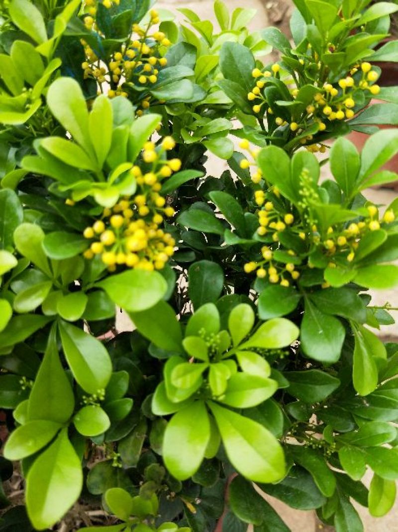 供应绿植花卉室内盆栽开花植物四季常青绿植