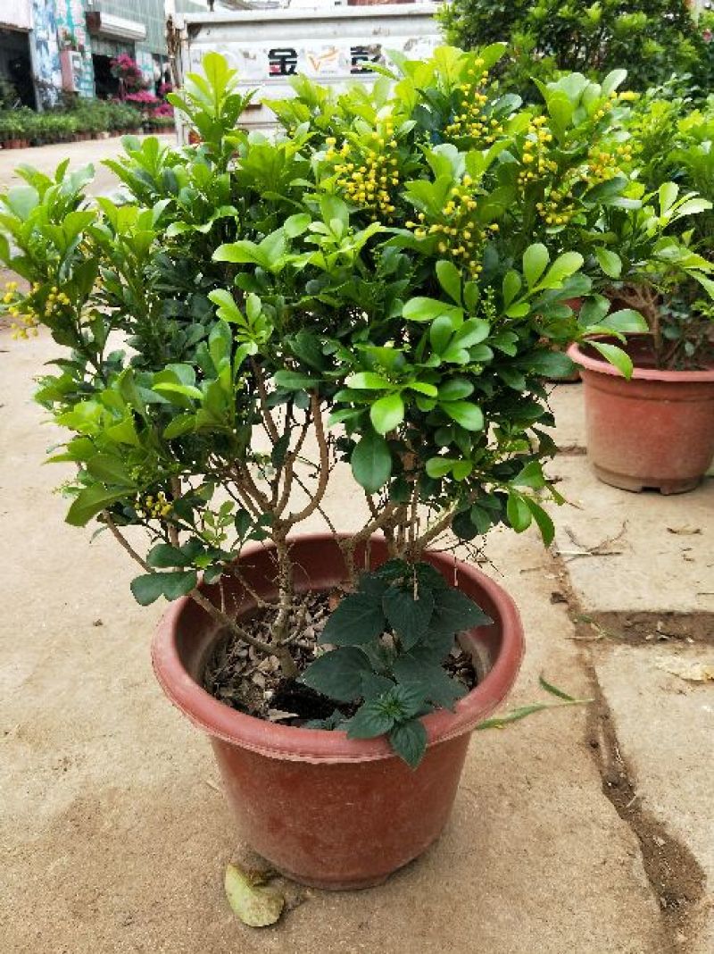 供应绿植花卉室内盆栽开花植物四季常青绿植