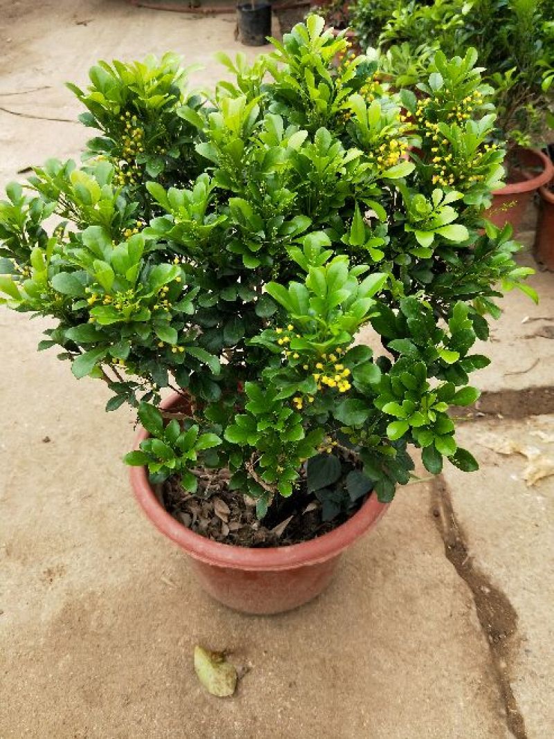 供应绿植花卉室内盆栽开花植物四季常青绿植