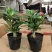 供应绿植花卉室内盆栽开花植物四季常青绿植