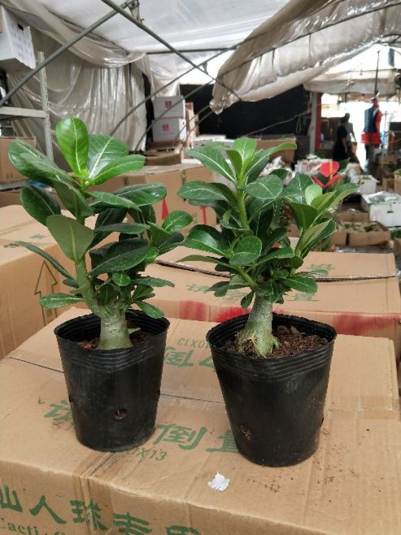 供应绿植花卉室内盆栽开花植物四季常青绿植