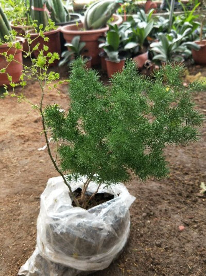 供应绿植花卉室内盆栽开花植物四季常青绿植