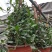 供应绿植花卉室内盆栽开花植物四季常青绿植