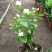 供应绿植花卉室内盆栽开花植物四季常青绿植
